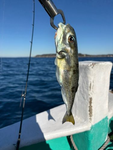 クロサバフグの釣果