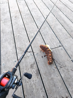 マナマコの釣果