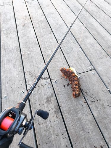 マナマコの釣果