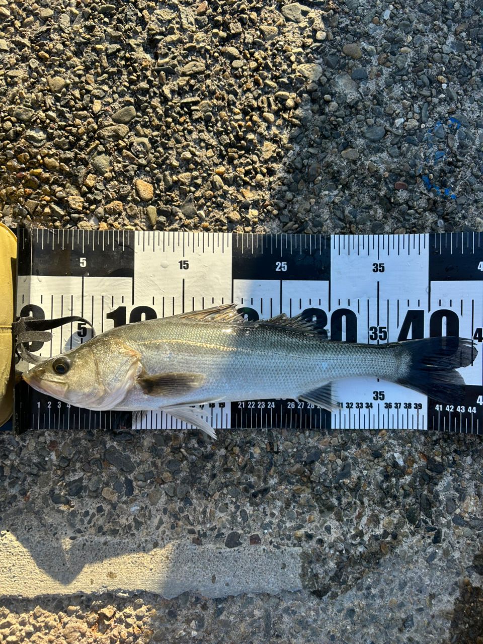 フッコ（マルスズキ）