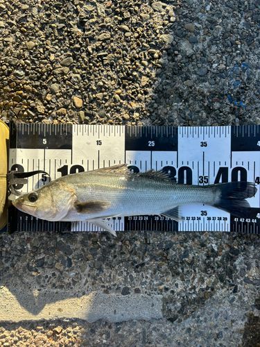 フッコ（マルスズキ）の釣果