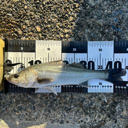 フッコ（マルスズキ）