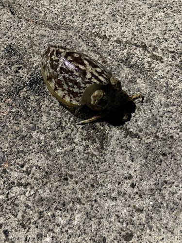 コウイカの釣果