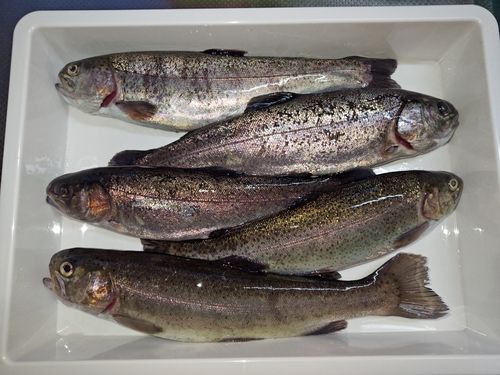 ニジマスの釣果