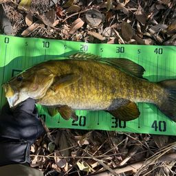 スモールマウスバス