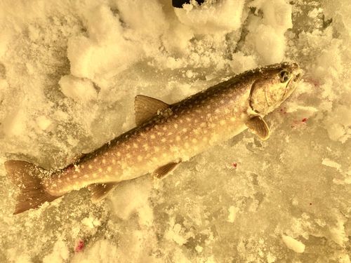 アメマスの釣果