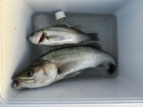 シーバスの釣果