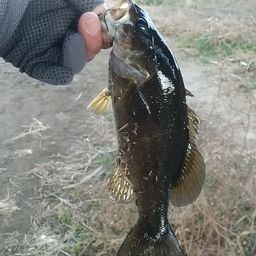 スモールマウスバス