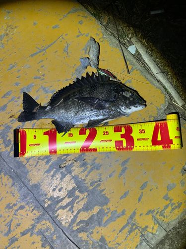 クロダイの釣果