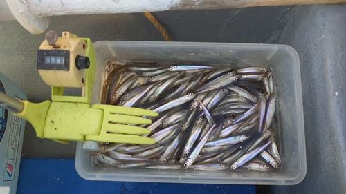 ワカサギの釣果
