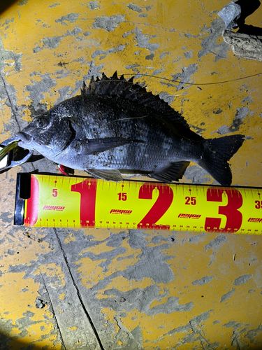 クロダイの釣果