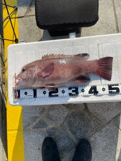 コブダイの釣果