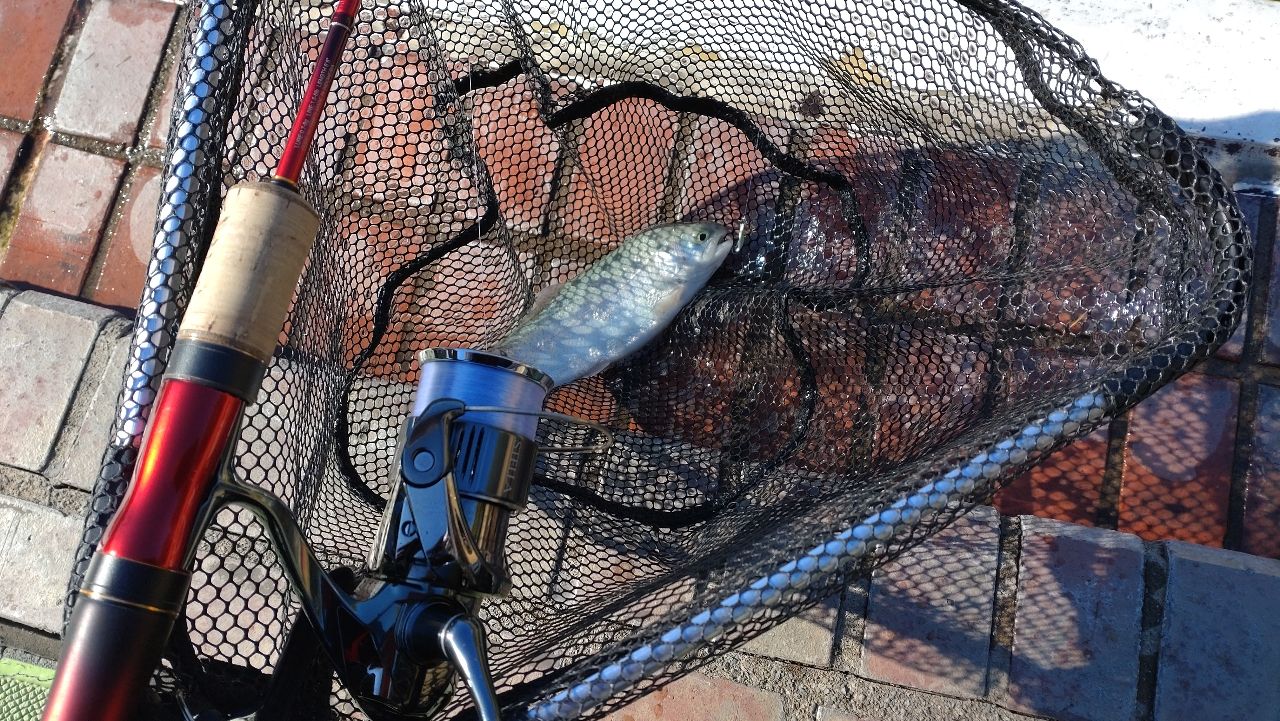 レインボートラウト