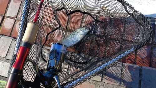 レインボートラウトの釣果