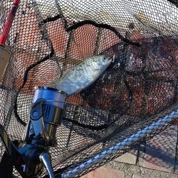 レインボートラウト