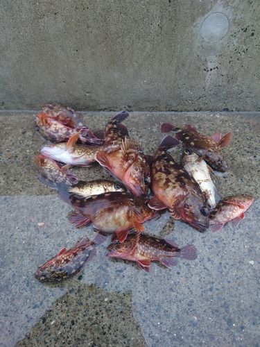 カサゴの釣果
