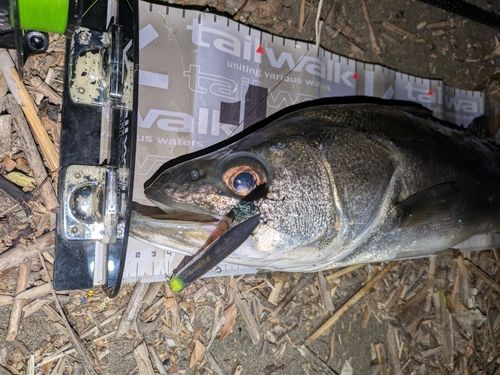 フッコ（マルスズキ）の釣果