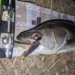 フッコ（マルスズキ）