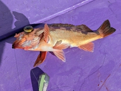オキメバルの釣果