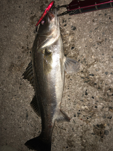 シーバスの釣果