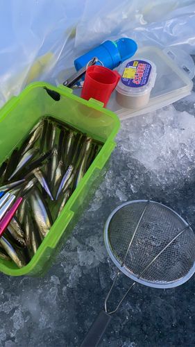 ワカサギの釣果