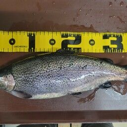 レインボートラウト