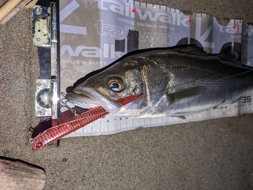 フッコ（マルスズキ）の釣果