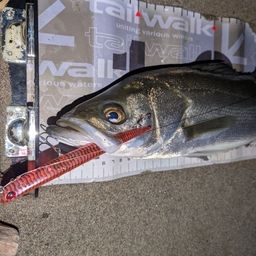 フッコ（マルスズキ）