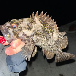 オウゴンムラソイ