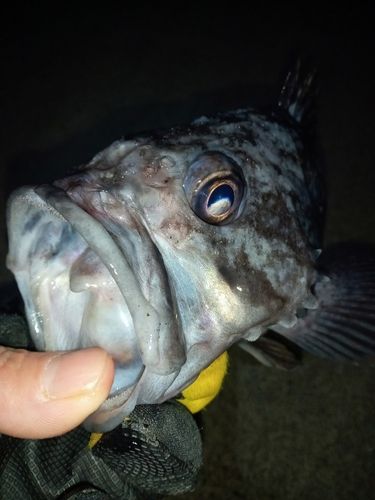 クロソイの釣果