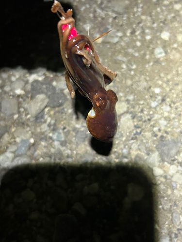 タコの釣果