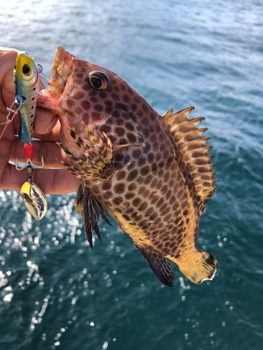 オオモンハタの釣果