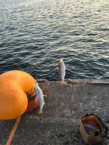 マアジの釣果