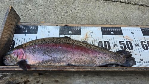 ニジマスの釣果