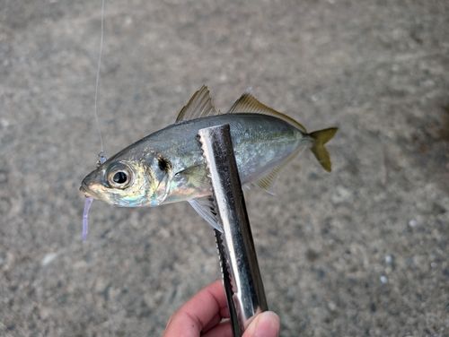 マアジの釣果