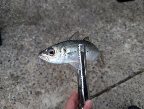 マアジの釣果