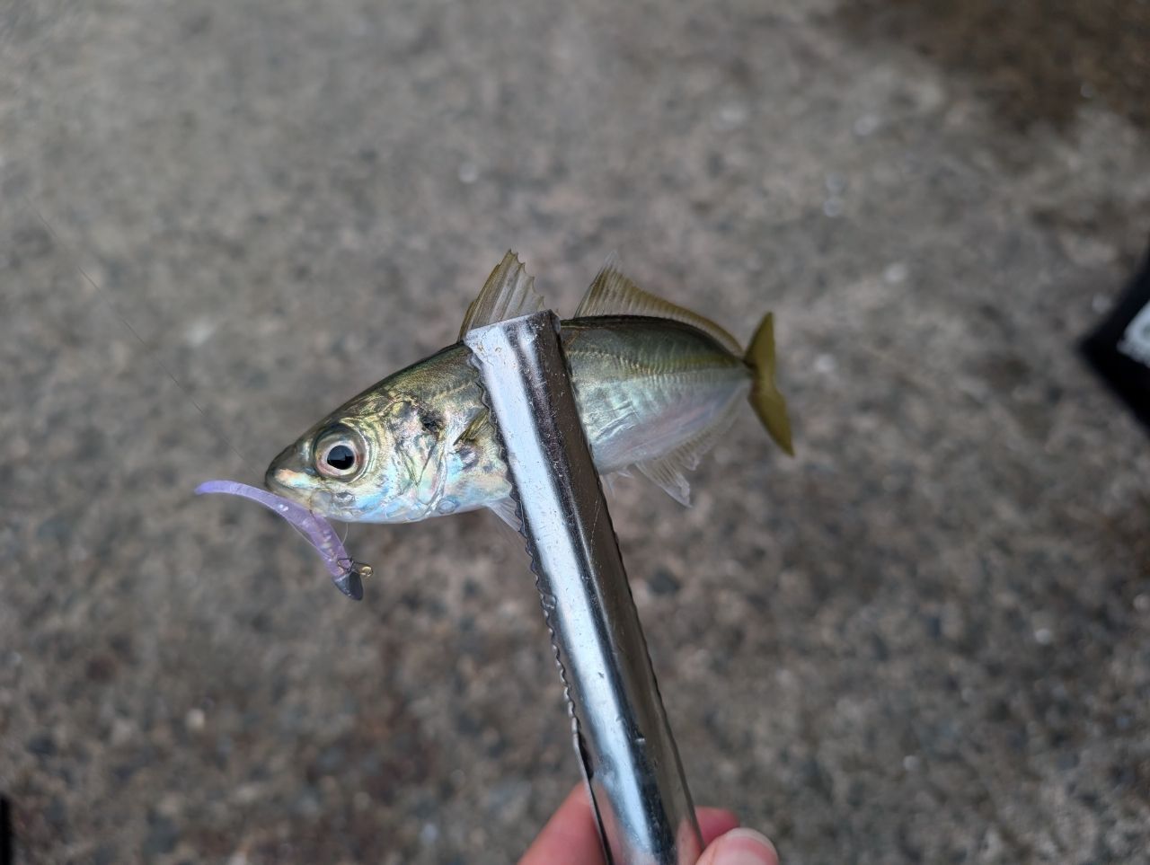 SHIMANO 18ソアレ SS アジング S68UL-Sの最安値・インプレ・釣果