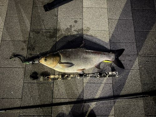 ハクレンの釣果