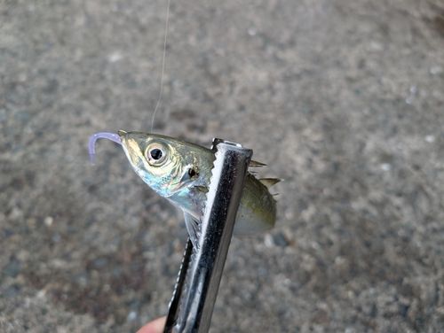 マアジの釣果