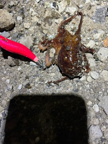 内浦湾（沼津）