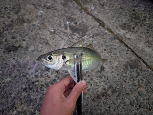マアジの釣果