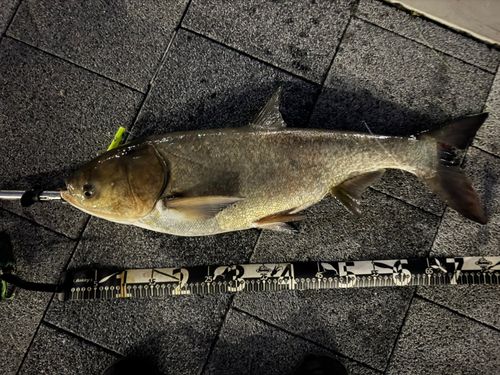 ハクレンの釣果