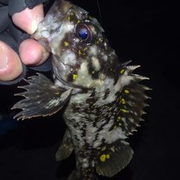 オウゴンムラソイ