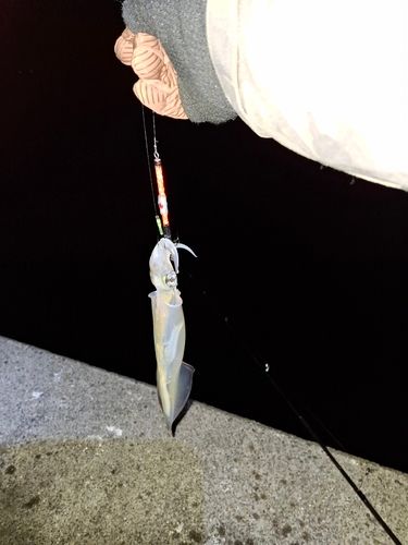 イカの釣果
