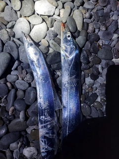 タチウオの釣果