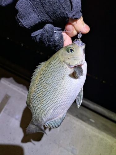 金沢水際線緑地（福浦岸壁）