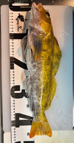 アイナメの釣果