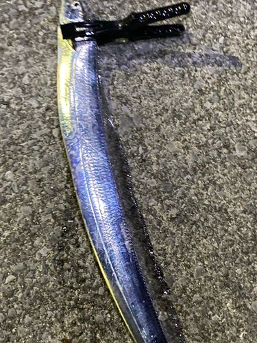 タチウオの釣果