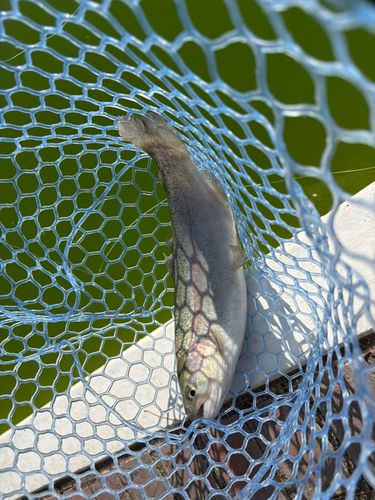 ニジマスの釣果