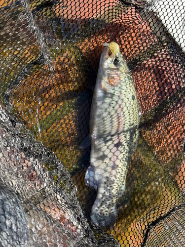 西武園ゆうえんちフィッシングランド